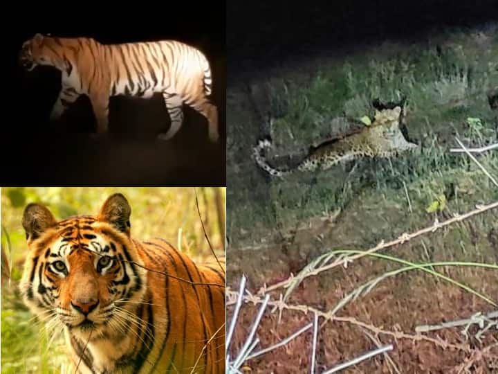 Durg News: आज साल 2021 का आखिरी दिन है और सभी लोग इस साल को अलविदा कहने के लिए अलग अलग अंदाज में न्यू ईयर मनाने की प्लानिंग कर रहे हैं. ऐसे में अगर न्यू ईयर का जश्म मनाने के लिए छत्तीसगढ़ घूमने आने के बारे में सो रहे हैं, तो आपको सतर्क रहना होगा. हम ऐसा इसलिए कह रहे हैं कि छत्तीसगढ़ में इन दिनों शेर और तेंदुआ से कहीं भी कभी भी आपका आमना-सामना हो सकता है.