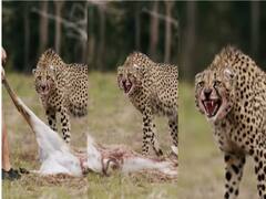 Leopard Attack In Satara : तेंदुए के हमले से बाल-बाल बचा 5 साल का बच्चा, अस्पताल में चल रहा इलाज