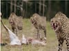 Leopard Attack In Satara : तेंदुए के हमले से बाल-बाल बचा 5 साल का बच्चा, अस्पताल में चल रहा इलाज