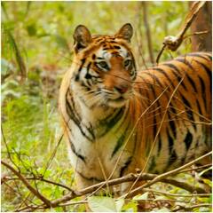 Durg News: नए साल में अगर आप छत्तीसगढ़ में घूमने जा रहे हैं तो रहे सतर्क, जानिए क्या है वजह