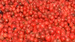 બનાસકાંઠાઃ માવઠા અને લાખણીના ખેડૂતોની હાલત કફોડી, દાડમના પાકમાં લાગ્યો રોગ