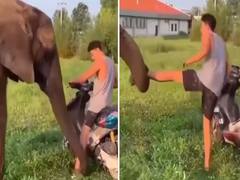 Trending News: स्कूटी पर बैठे शख्स की हाथी ने खींची टांग, हाथी की समझदारी के कायल हुए लोग