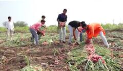 Happy New Year 2022 : नववर्षाचं भन्नाट स्वागत! शेतात कांद्याच्या मदतीनं साकारली जबरदस्त कलाकृती