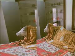 Watch Video | ''அடிக்குது குளிரு.. எடுடா போர்வைய.' பெட்ரூமில் மாடுகளை வளர்க்கும் பாசக்கார குடும்பம்..
