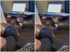 Watch: डर के मारे भौंकना ही भूल गया डॉगी, मुंह खोलते ही निकली मुर्गे की आवाज