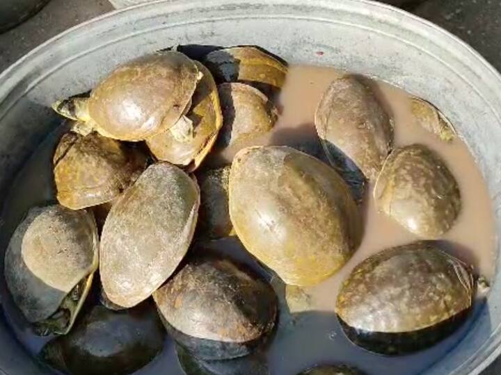 Uttarakhand Khatima Turtle smuggling Customs Department Action ANN Khatima News: खटीमा में पकड़ी गई कछुओं की तस्करी, कस्टम विभाग ने बरामद की इनोवा कार लेकिन तस्कर फरार