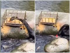 Watch: बत्तख ने बढ़ाया मछलियों की तरफ मदद का हाथ, चोंच से खिलाया अपना दाना