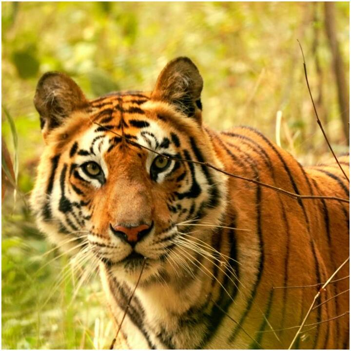 वन विभाग के द्वारा लोगों को सतर्क रहने के लिए गांव में मुनादी करवाई जा रही है. वन विभाग माइक लेकर लोगों को यह संदेश दे रहा है कि लोग सतर्क रहें क्योंकि इलाके में शेर घूम रहा है लोग अपने घर पर रहे इधर-उधर जंगलों की तरफ ना जाए.