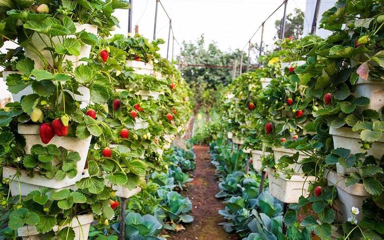 Strawberry Cultivation: How to cultivate strawberries? Know Strawberry Cultivation: ਸਟਰਾਬੇਰੀ ਦੀ ਖੇਤੀ ਕਿਵੇਂ ਕਰੀਏ ? ਜਾਣੋ