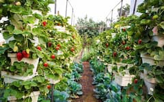 Strawberry Cultivation: ਸਟਰਾਬੇਰੀ ਦੀ ਖੇਤੀ ਕਿਵੇਂ ਕਰੀਏ ? ਜਾਣੋ