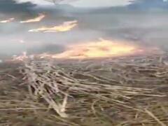 Basti News: गन्ना केंद्र की मनमानी से परेशान किसान ने फूंक दी अपनी फसल, जानिए- पूरा मामला