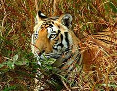 Royal Bengal Tiger : কুলতলির পর গোসাবা, চরঘেরি গ্রামের ধারে দেখা মিলল বাঘের, আতঙ্কে গ্রামবাসীরা | Bangla News