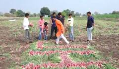 Happy New Year 2022 : नववर्षाचं भन्नाट स्वागत! शेतात कांद्याच्या मदतीनं साकारली जबरदस्त कलाकृती