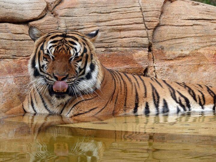 8-Year-Old Malayan Tiger Eko Fatally Shot In Florida Zoo After It Attacked Worker 8-Year-Old Malayan Tiger Eko Fatally Shot In Florida Zoo After It Attacked Worker