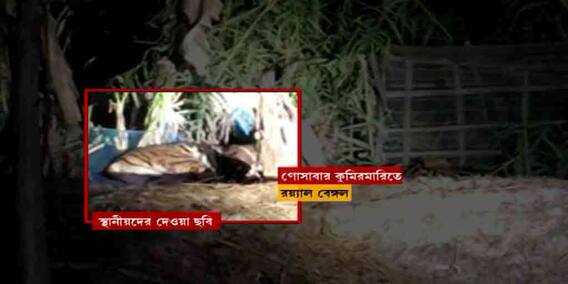 Gosaba Tiger: ঘুমপাড়ানি গুলিতে কাবু বাঘ, লোকালয় থেকে সরানো হচ্ছে রয়্যাল বেঙ্গলকে