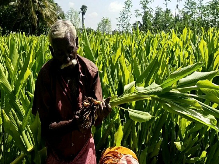 Pongal 2022 : விளைச்சல் அதிகம் இருந்தும் கொரோனாவால் நஷ்டம் - மஞ்சள் பயிர்  விவசாயிகள் வேதனை