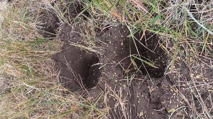 Dharmapuri: Elephants entering the field at Balakot - Farmers fear seeing footprints பாலக்கோட்டில் வயல்வெளிக்குள் புகும் யானைகள் - கால் தடங்களை பார்த்து விவசாயிகள் அச்சம்