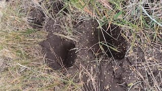 Dharmapuri: Elephants entering the field at Balakot - Farmers fear seeing footprints பாலக்கோட்டில் வயல்வெளிக்குள் புகும் யானைகள் - கால் தடங்களை பார்த்து விவசாயிகள் அச்சம்