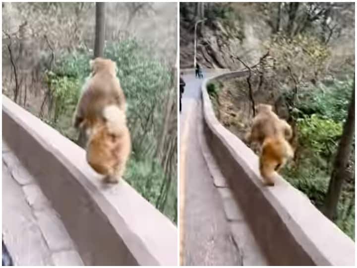 Watch: सोशल मीडिया पर वायरल हुआ बिजली की स्पीड से दौड़ता बंदर, लोग बोले- उसैन बोल्ट को देगा टक्कर Monkey running at lightning speed went viral on social media Watch: सोशल मीडिया पर वायरल हुआ बिजली की स्पीड से दौड़ता बंदर, लोग बोले- उसैन बोल्ट को देगा टक्कर