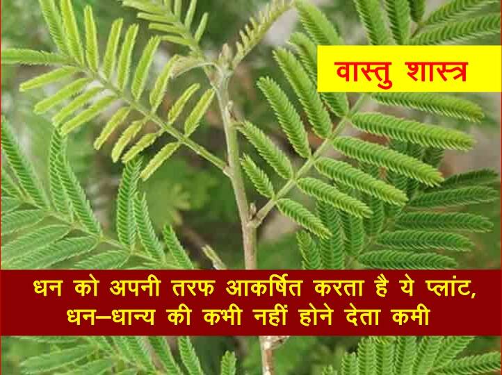 वास्तु शास्त्र अनुसार Money को अपनी तरफ आकर्षित करता है ये प्लांट, धन-धान्य की कभी नहीं होने देता कमी According to Vastu Shastra, plant attracts money towards itself, never shortage of money वास्तु शास्त्र अनुसार Money को अपनी तरफ आकर्षित करता है ये प्लांट, धन-धान्य की कभी नहीं होने देता कमी