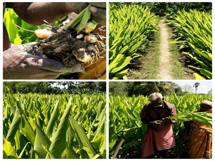 Pongal 2022: Yield is high but loss by corona; Turmeric farmers suffer in nellai Pongal 2022 : விளைச்சல் அதிகம் இருந்தும் கொரோனாவால் நஷ்டம் - மஞ்சள் பயிர்  விவசாயிகள் வேதனை