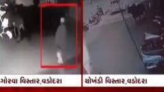 વડોદરાઃ રખડતા ઢોરે લીધા આધેડને અડફેટે, પહોંચી ગંભીર ઈજા; જુઓ ગુજરાતી ન્યૂઝ