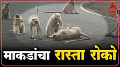 Monkey Protest : वाशिममध्ये माकडाचा अपघाती मृत्यू , आक्रमक झालेल्या माकडांनी केला रास्ता रोको