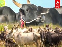 Pulikulam Jallikattu Kaalai: ஜல்லிக்கட்டு ஸ்பெஷல்! புலிபோல பாயும் புலிக்குளம் காளை