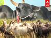 Pulikulam Jallikattu Kaalai: ஜல்லிக்கட்டு ஸ்பெஷல்! புலிபோல பாயும் புலிக்குளம் காளை