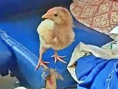 Ksrtc Chick Charge: ఇదేందయ్యా ఇది నేనెప్పుడూ చూడలా... బస్సులో కోడి పిల్లకు టికెట్... అవాక్కైన ప్రయాణికులు