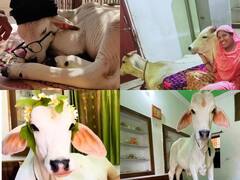 Jodhpur: महिला के लिए बेटे से भी खास है गाय का बछड़ा, Cow House की ये तस्वीरें आपका मोह लेंगी मन