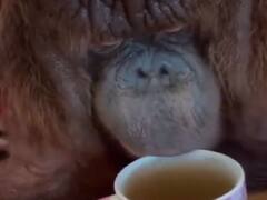 Watch: चाय पीते हुए चिंपांजी ने जला लिए अपने होंठ, इसके बाद किया ये मजेदार काम!