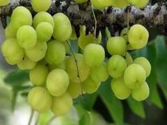 Religious Tree: इन 6 वृक्षों का पूजना माना जाता है शुभ, जानें इनमें कौन से देवता का होता है वास