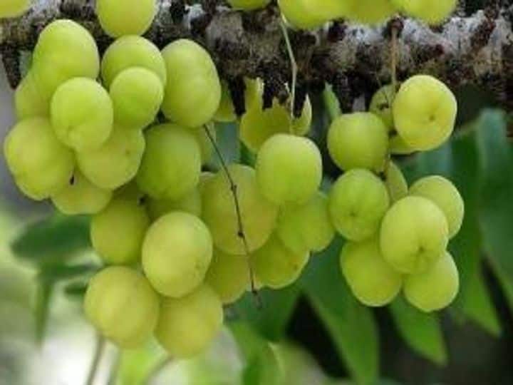 आंवला वृक्षः हिंदू धर्म में देवी-देवताओं के अलावा कई पेड़ ऐसे हैं जिन्हें पूजा जाता है. माना जाता है कि इनमें देवताओं का वास होता है. आंवले का पेड़ भी इनमें से एक है. आंवले की पूजा करने से आरोग्यता और सुख-समृद्धि का वरदान प्राप्त होता है. ऐसी मान्यता है कि आंवले के वृक्ष में भगवान विष्णु और शिवजी का वास होता है.
