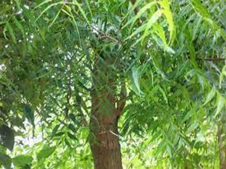नीम का पेड़ः नीम के पेड़ का मां दुर्गा का रूप माना गया है. इसलिए इस पेड़ की नीमारी देवी के रूप में पूजा भी की जाती है.