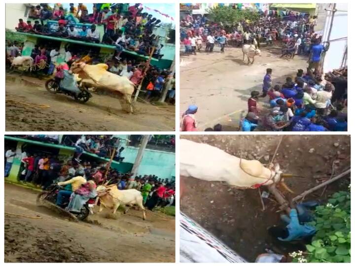 bullfight near Arani without permission and more than 50 people were injured fir on 5 Video | ஆரணியில் அதிர்ச்சி.. காளை விடும் விழாவில் 50-க்கும் மேற்பட்டோர் படுகாயம்.. முக்கிய நிர்வாகிகள் 5 பேர் மீது வழக்கு..