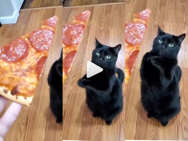 Watch Video: The cat who kneels and begs for pizza Video goes viral on Instagram Watch Video: பீட்சாவுக்காக மண்டியிட்டு மன்றாடி நிற்கும் பூனை… இன்ஸடாகிராமில் விடியோ வைரல்!