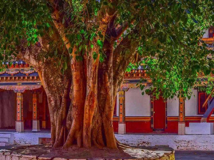 पीपल का पेड़ः श्री मद भगवत गीता में स्वयं श्री कृष्ण ने बताया कि सभी पेड़ों में पीपल का पेड़ श्रेष्ठ है. बता दें कि भगवान बुद्ध को भी पीपल के पेड़ के नीचे ही दिव्य ज्ञान की प्राप्ति हुई थी. यहां तक की पुत्र प्राप्ति के लिए भी पीपल के पेड़ की पूजा की जाती है. ग्रंथों में बताया गया है कि पीपल ही एकमात्र ऐसा पेड़ है जिसमें कीड़े नहीं लगते हैं.