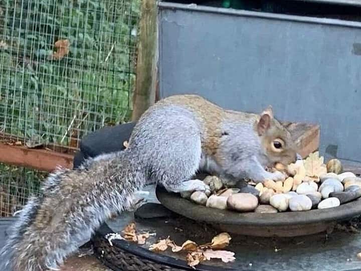 Squirrel on rampage attacks 18 people in two days in North Wales Squirrel | வரும்.. கடிக்கும்.. ரிப்பீட்டு..! மனிதர்களை பஞ்சர் செய்த சைக்கோ அணில்! கருணைக்கொலை செய்த அரசு!