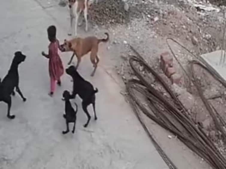 Madhya Pradesh Bhopal Human Rights Commission took cognizance of dog bite incident. ભોપાલમાં ત્રણ વર્ષની બાળકીને કૂતરાએ ઘેરીને હુમલો કરતાં માનવાધિકાર પંચે સરકાર પાસે માંગ્યો જવાબ, બાળકીની કેવી કરી છે હાલત ?
