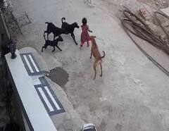 Bhopal News: बच्ची को कुत्ता काटने की घटना का मानवाधिकार आयोग ने लिया संज्ञान, 7 दिन के अंदर मांगा जवाब