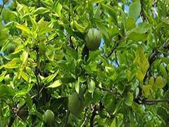 Religious Tree: इन 6 वृक्षों का पूजना माना जाता है शुभ, जानें इनमें कौन से देवता का होता है वास