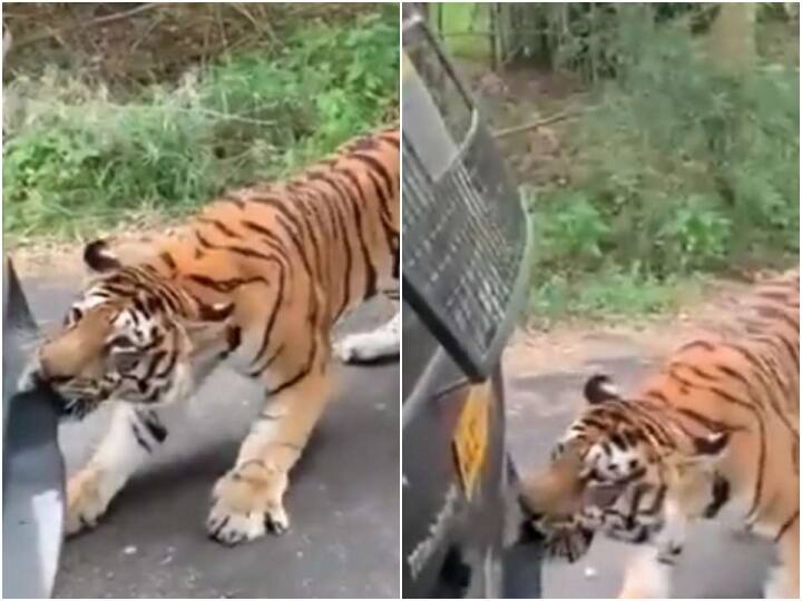 Watch Viral Video Tiger drags SUV with teeth Anand Mahindra tweet on viral video Viral Video: ఎస్‌యూవీ వాహనాన్ని నోటితో లాగేసిన పెద్దపులి... మహీంద్రా కార్లు మహా రుచి అంటూ ఆనంద్ మహీంద్రా ట్వీట్