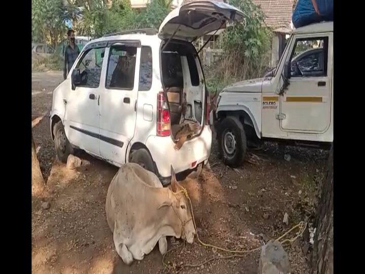 Manor police arrested three people for smuggling cows जनावरांची तस्करी करणारे तिघेजण ताब्यात, मनोर पोलिसांनी कारवाई