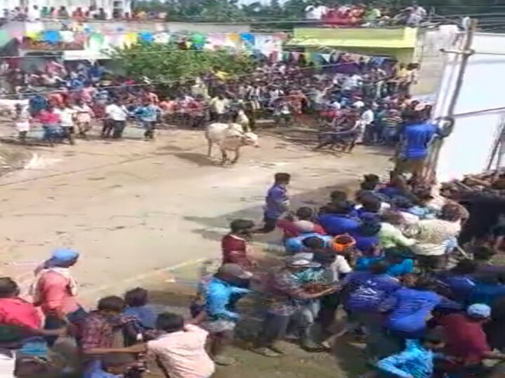 Video | ஆரணியில் அதிர்ச்சி.. காளை விடும் விழாவில் 50-க்கும் மேற்பட்டோர் படுகாயம்.. முக்கிய நிர்வாகிகள் 5 பேர் மீது வழக்கு..