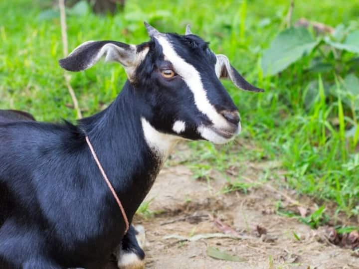 Cop steals goats for New Year party, gets suspended in Odisha Cop steals goat: న్యూ ఇయర్ పార్టీ కోసం మేకలను దొంగిలించిన పోలీస్.. చివరకు ఏమైందంటే..