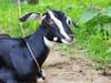 Cop steals goat: న్యూ ఇయర్ పార్టీ కోసం మేకలను దొంగిలించిన పోలీస్.. చివరకు ఏమైందంటే..
