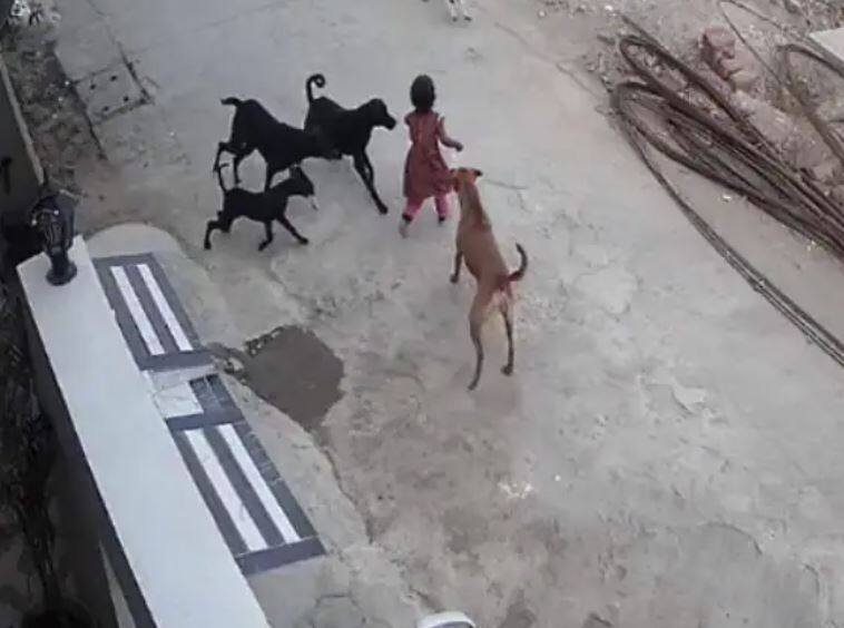 Human rights commission seeks response from municipal corporation and health department ਕੁੱਤਿਆਂ ਦੇ ਝੁੰਡ ਦਾ ਕਹਿਰ, ਬੱਚੀ ਨੂੰ ਨੋਚਿਆ, ਮਨੁੱਖੀ ਅਧਿਕਾਰ ਕਮਿਸ਼ਨ ਨੇ ਨਗਰ ਨਿਗਮ ਤੇ ਸਿਹਤ ਵਿਭਾਗ ਤੋਂ ਜਵਾਬ ਤਲਬ