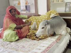 Jodhpur: महिला के लिए बेटे से भी खास है गाय का बछड़ा, Cow House की ये तस्वीरें आपका मोह लेंगी मन