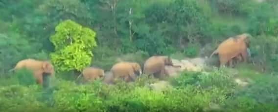 Elephants HalChal: రామకుప్పంలో తిరుగుతున్న ఏనుగుల గుంపు.. భయపడుతున్న గ్రామస్థులు